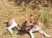 Jack Russell puppies
