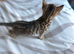 4 kittens