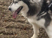 3 year old Husky bitch