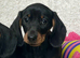 Beautiful miniature dachshund puppies