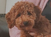Toy cavapoo