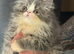 Persian kittens