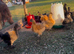 Silkie chicks for sale
