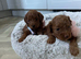 Tiny Asian style maltipoo puppies avalible