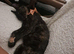 Sweet Willow looking for a home.
