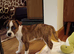 Staffy x Plummer Terrier boy