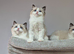 3 Tica Registered Males For Sale