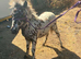 Miniature spot colt foal