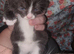american short hairx kittens soon ready