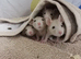 Dwarf rats