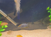 African cichlids