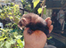 Ferrets for sale