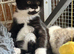 BSH x kittens