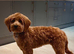 TRUE MINI F4B GOLDENDOODLES
