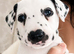 3 Dalmatian girls left looking for forever home