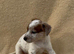 ** OUTSTANDING Jack russell terrier BOY pup **
