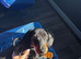 9 Month old Miniature Dachshund