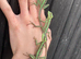 Eastern Casquehead Iguana babies