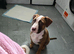 Corso cross ridgeback