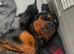 Stunning rotti pup mollie