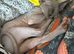 Two Sphynx Boys Looking for Their Forever Home