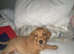 Labrador puppy