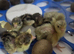 Cute button quail chicks