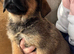 Presa puppies