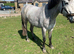 Connemara mare