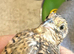 Chinese painted quails (Buttons)