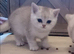 British Shorthair Kittens Silver Lilac Ticked