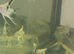 Angelfish