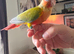 Handreared Conures! &pound;280 ono