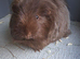 Gorgeous pair of chocolate guinea pigs