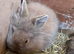 2 lion head bunnies for sale