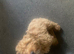 Cockapoo