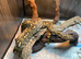 Madagascan Tree Boa Chipped + with Papers at Birmingham Reptiles