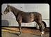 French trotter gelding