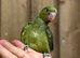 Olive ring neck