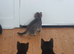 Kitten for rehoming