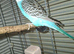 Semi tame 8 week old budgie and cage