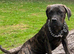 Male entire cane corso 2yrs old.