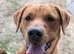 KC REG STUNNING FOX RED LAB 3YR OLD
