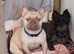 Beautiful male French bulldog