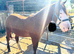 Welsh cob for sale