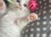 Pet microchipping and services