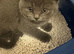 British blue kittens