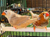 Zebra Finches