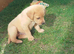 Labrador puppies for sale