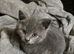 Beautiful British short haired kittens for sale